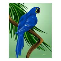 blue macaw art