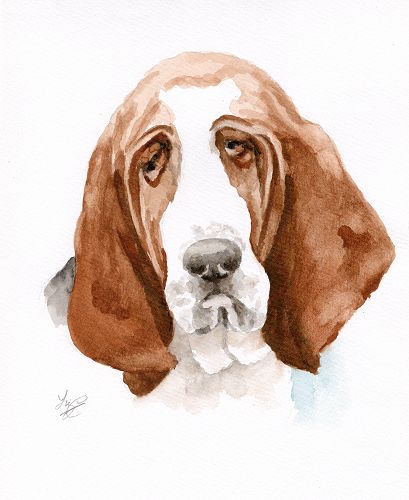 spaniel portraits