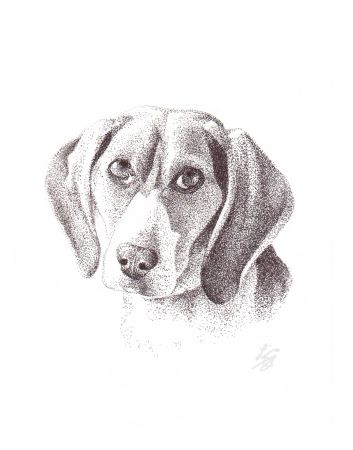 Beagle portrait portrait