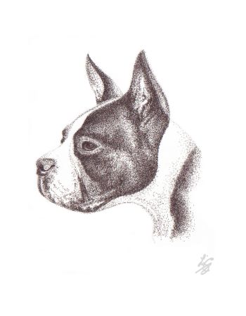 Boston Terrier art
