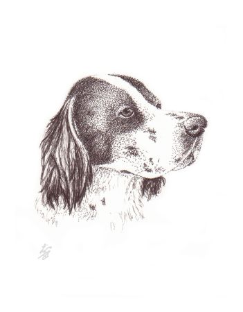pen and ink dog portraits