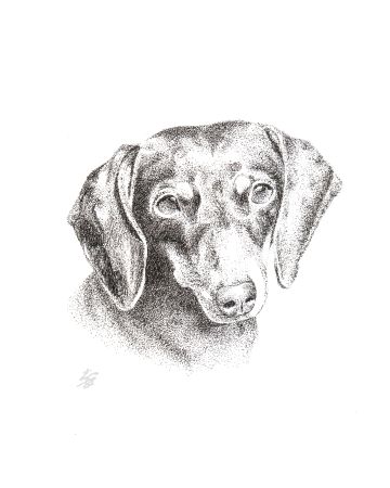 pet portrait