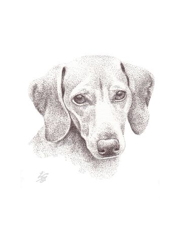 pen and ink pet portraits