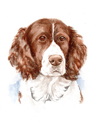 contemporary dog portraits