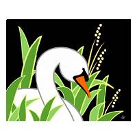 white swan