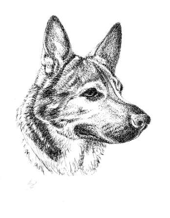 ink pet portraits